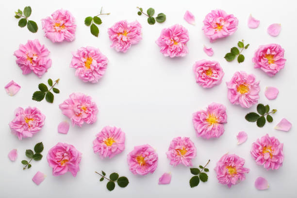 تصویر 1 از گل محمدی معطرترین هدیه طبیعت برای آرامش روح و جان